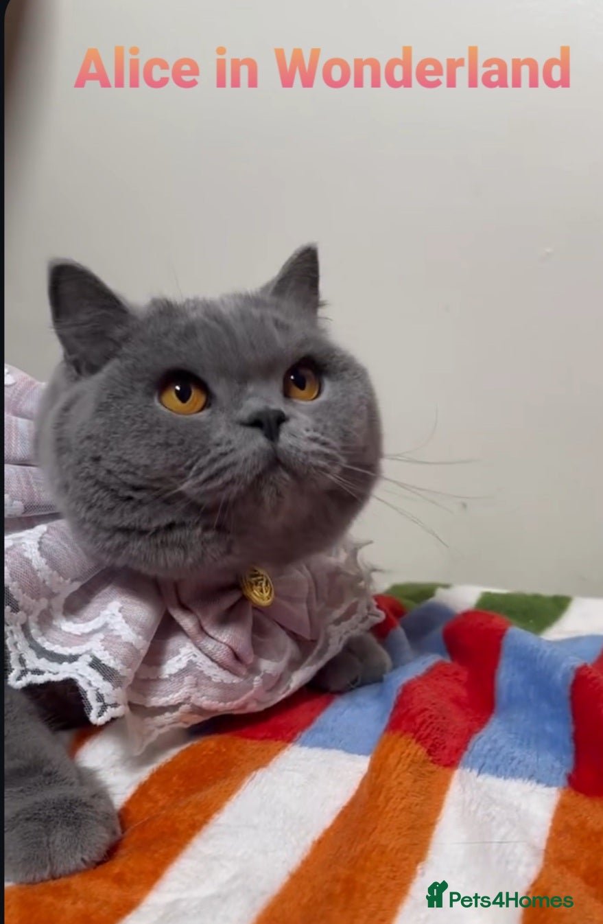 British Shorthair cats Closing of BSH cattery, 50% discount  - Advert 6