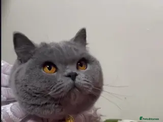 British Shorthair cats Closing of BSH cattery, 50% discount - Advert 5