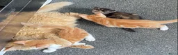 Mixed Breed cats for sale: 8 beautiful kittens - Advert 9