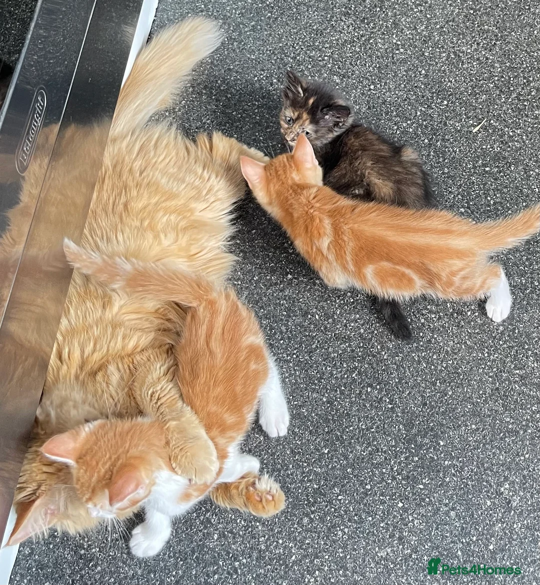 Mixed Breed cats for sale: 8 beautiful kittens - Advert 9