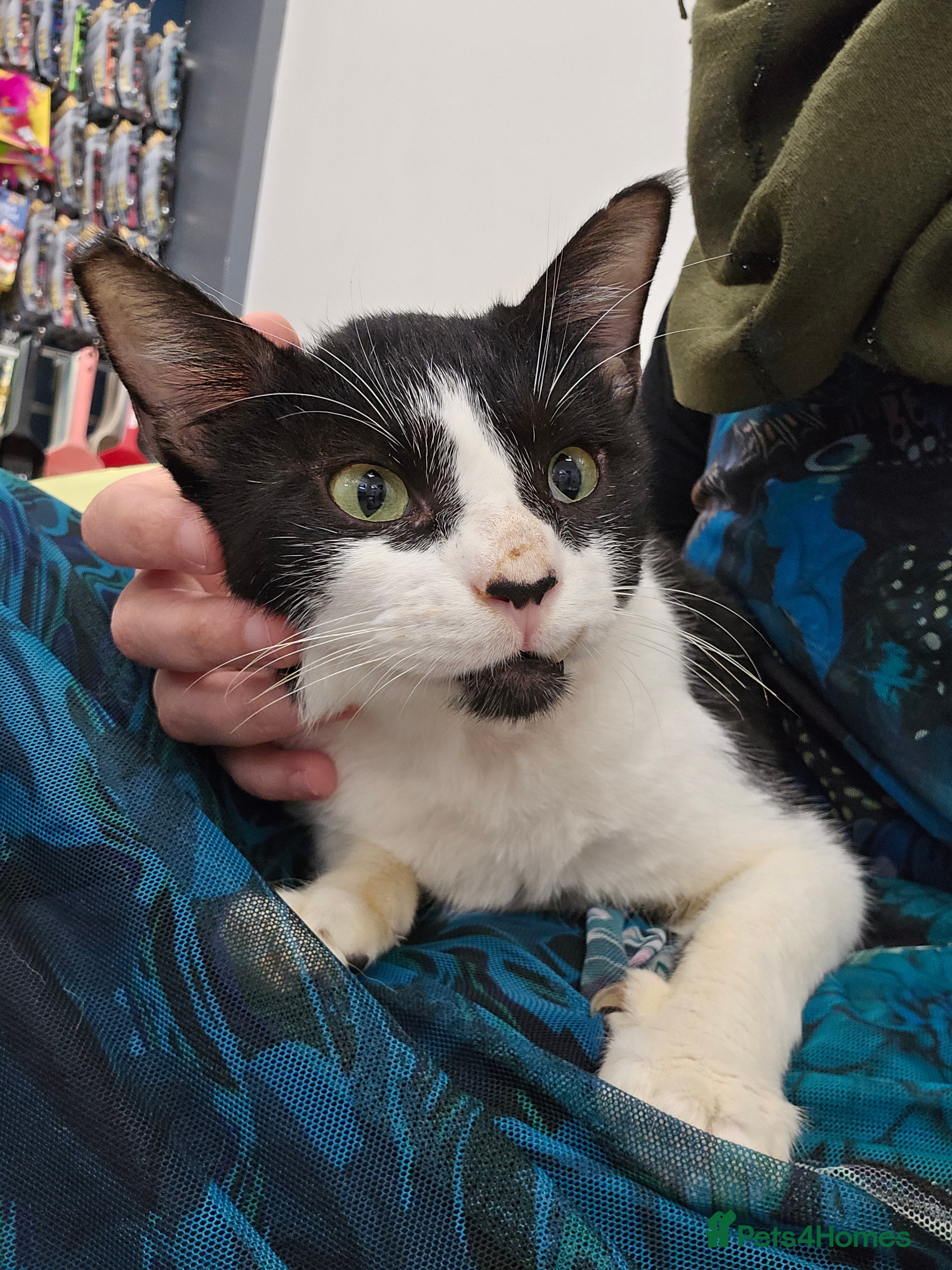 Mixed Breed cats [Indoors Only] Thomas - The perfect impurrfect boy - Advert 12