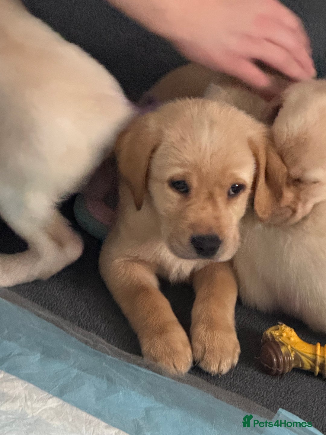 Labrador Retriever dogs for sale: 9 week old Labrador Puppies, - Advert 28