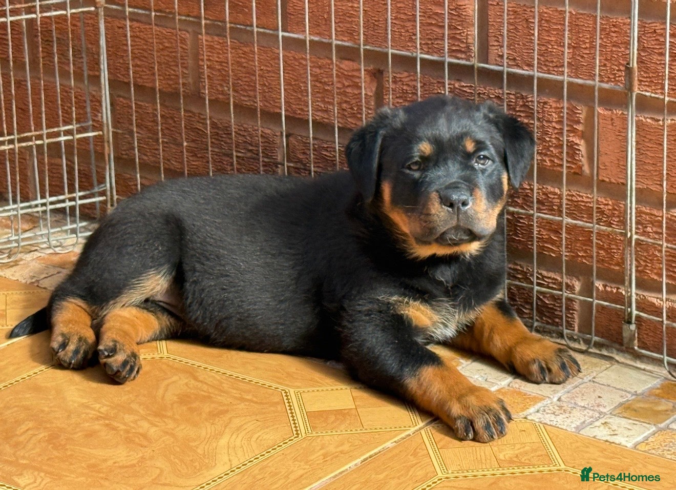 Rottweiler dogs Rottweiler Last Boy available  - Advert 9