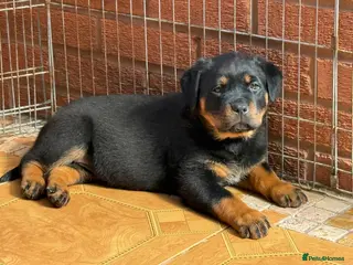 Rottweiler dogs Rottweiler Last Boy available - Advert 9