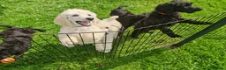 Standard Poodle dogs for sale: Beautiful litter of pure bred Standard Poodles in Anstruther - Advert 2