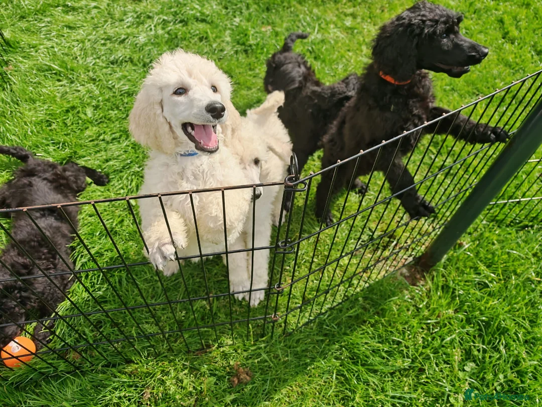 Standard Poodle dogs for sale: Beautiful litter of pure bred Standard Poodles in Anstruther - Advert 2