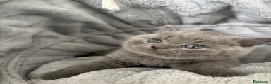 British Shorthair 3