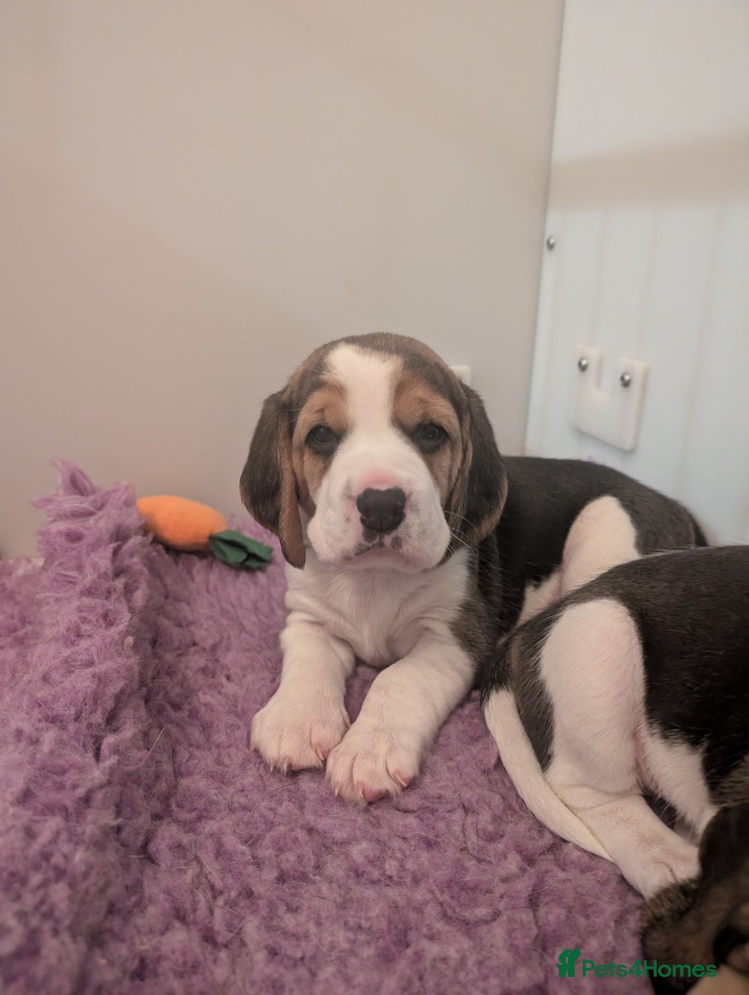 Beagle dogs for sale: Champion show line beagle puppies  - Advert 2