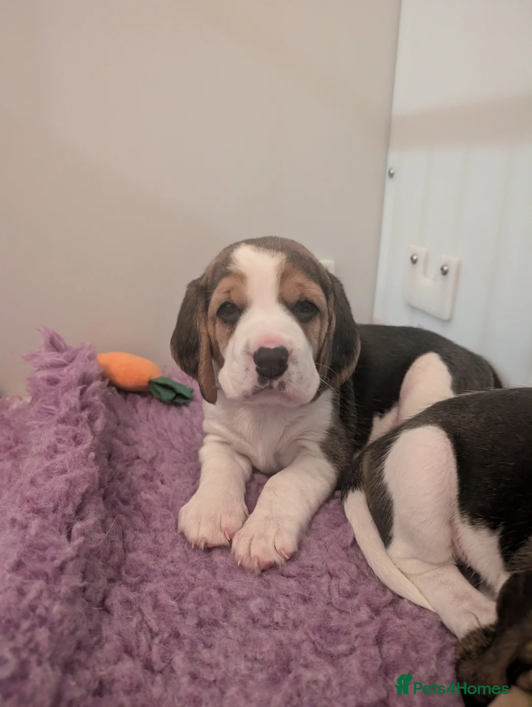 Beagle dogs for sale: Champion show line beagle puppies  - Advert 2