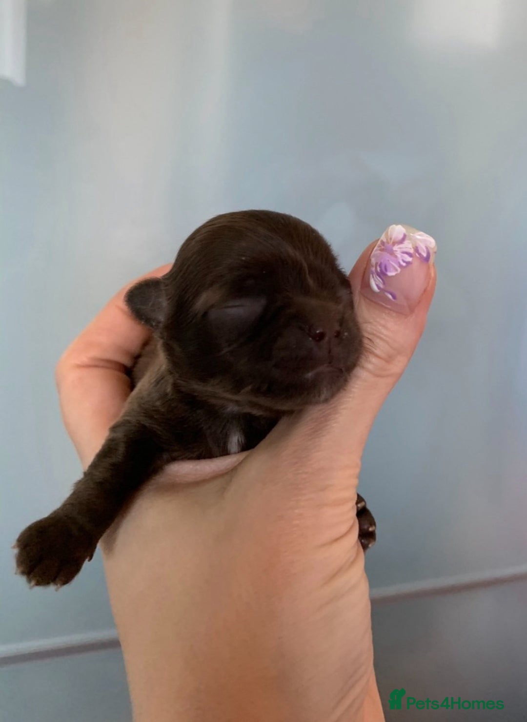 Chihuahua dogs for sale: Chihuahua KC puppies - Image 2