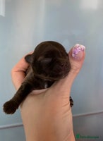 Chihuahua dogs - Advert 3