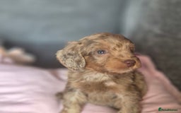 Cockapoo dogs for sale: Cockerpoos 1 boys left DROPPED 650 - Image 10