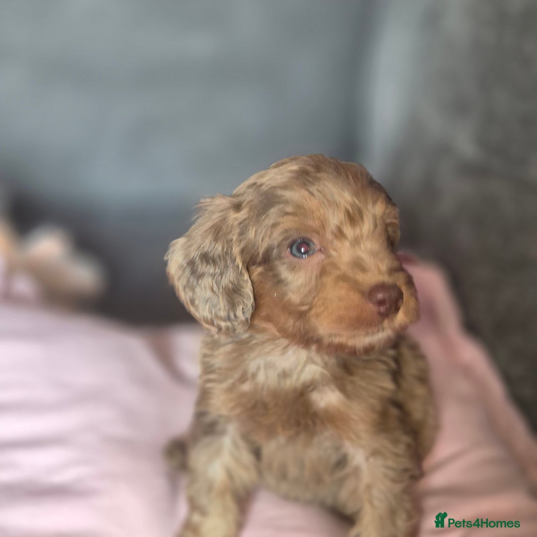 Cockapoo dogs for sale: Cockerpoos 1 boys left DROPPED 650 - Image 10