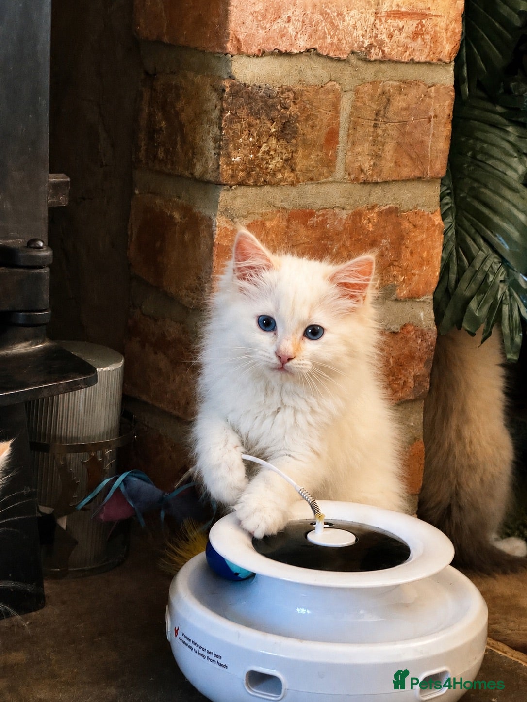 Ragdoll cats ⭐️Pure Bred and Health tested⭐️  - Advert 5
