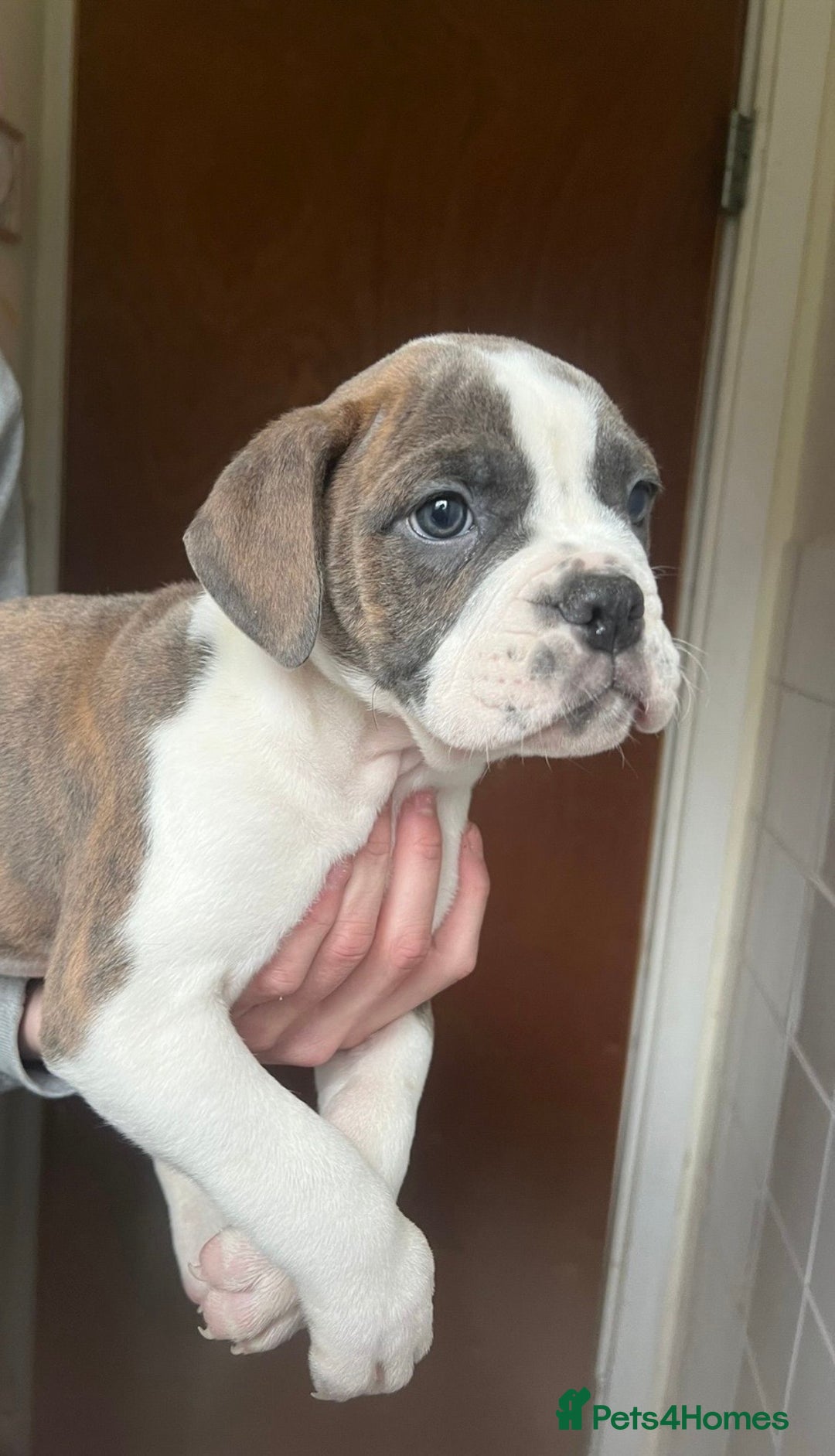 Mixed Breed dogs for sale: english bulldog x old tyme bulldog  - Image 4