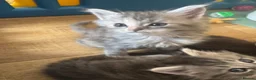 Persian cats for sale: Doll face Persian x Mainecoon gorgeous kittens  - Advert 13