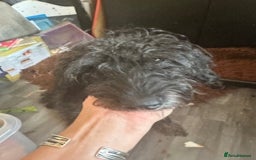 Mixed Breed dogs for sale: Male 8 month miniature Schnoodle - Image 6