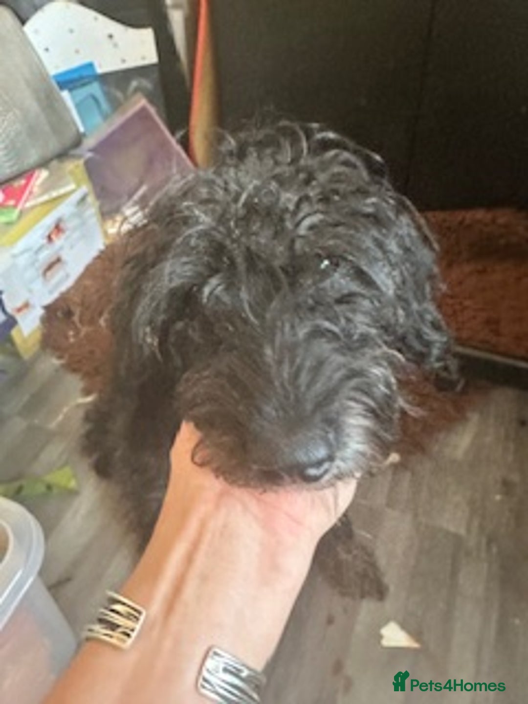 Mixed Breed dogs for sale: Male 8 month miniature Schnoodle - Image 6