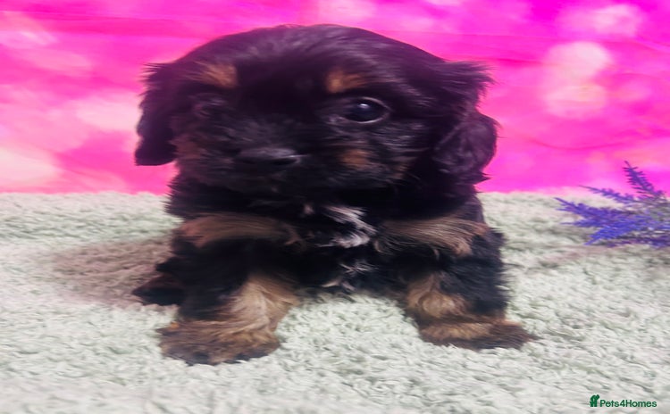 Cavapoo dogs - Advert 9