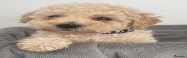 Mixed Breed Puppy 4