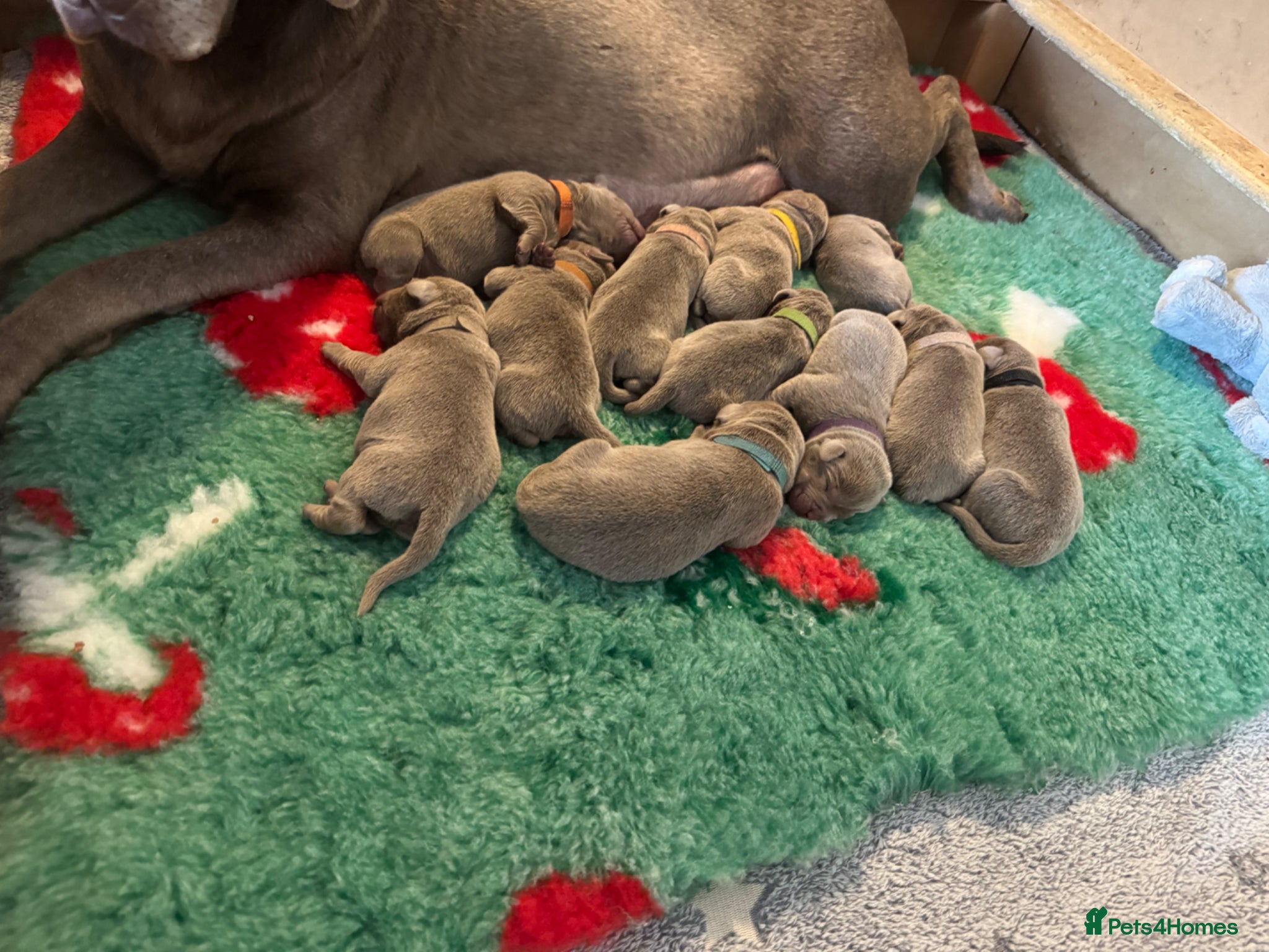 Labrador Retriever dogs for sale: KC registered Silver Labrador puppies  - Advert 16