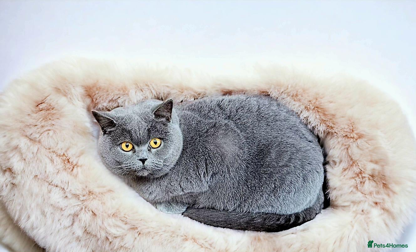 British Shorthair cats Lilac girl available  - Advert 1