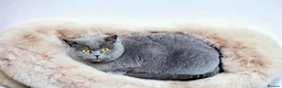 British Shorthair cats for sale: Lilac girl available  - Advert 1