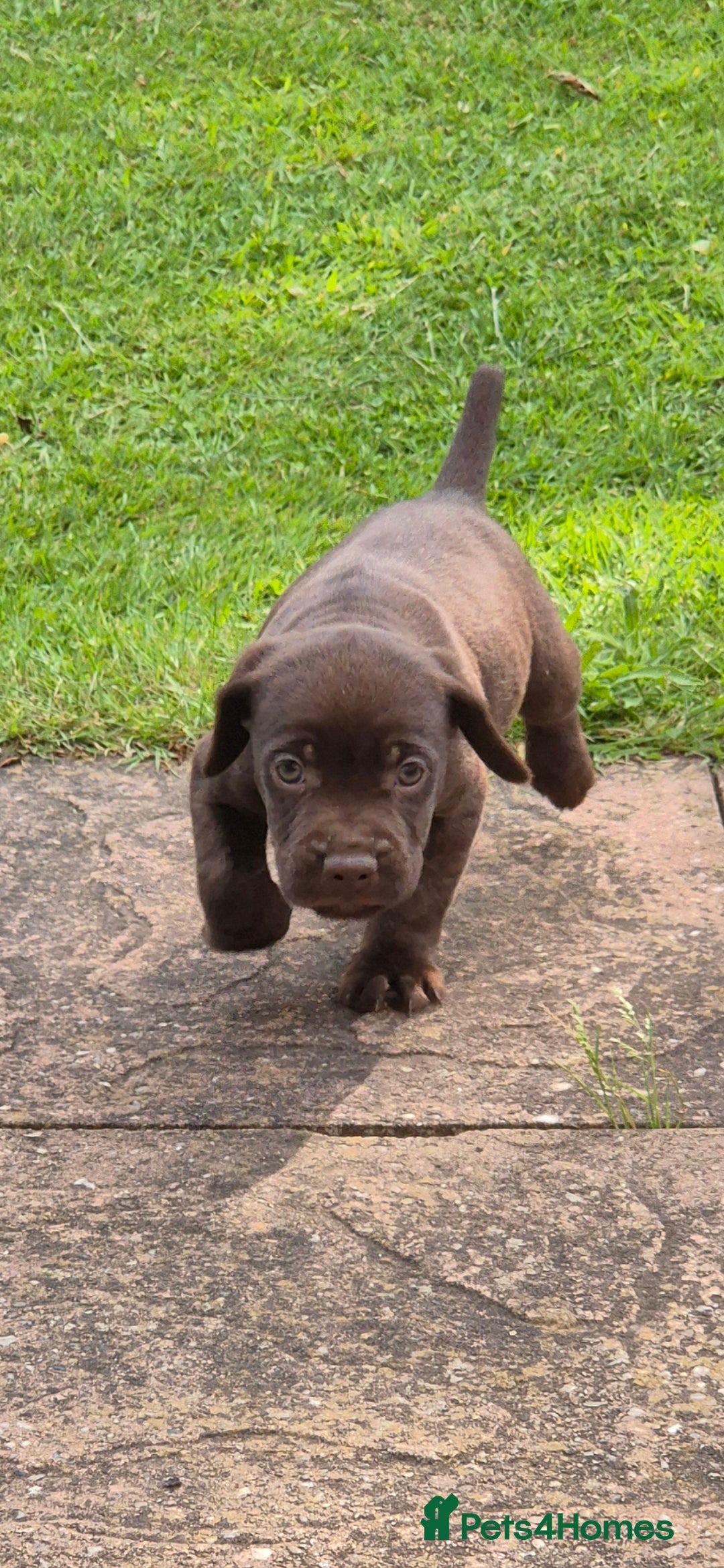 Mixed Breed dogs for sale: Cocker x Patterdale puppies  in Market Rasen - Image 2