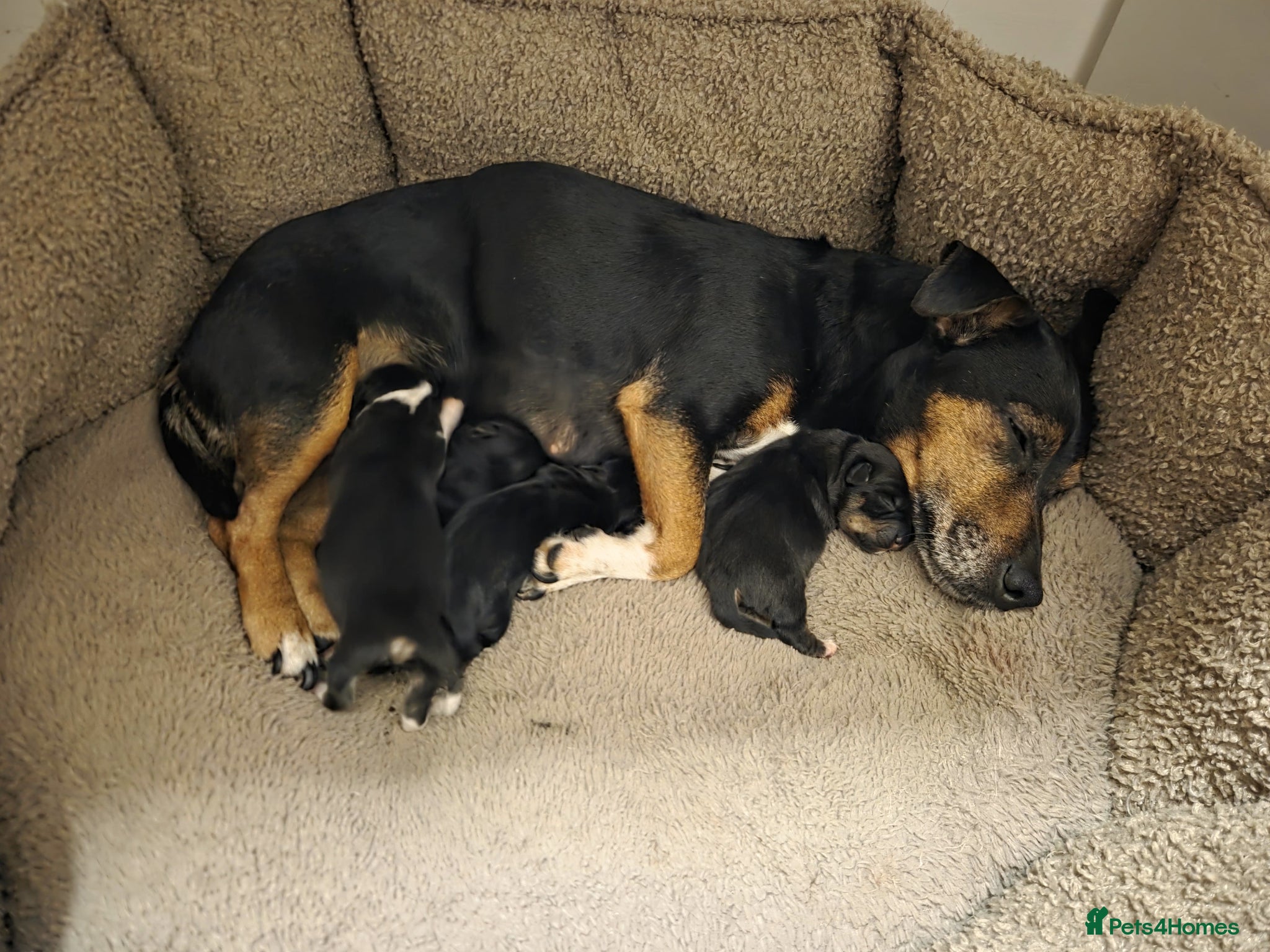 Jack Russell dogs Beautiful Black and Tan and Tri Jack Russell pups - Advert 1