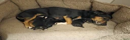 Jack Russell dogs for sale: Beautiful Black and Tan and Tri Jack Russell pups - Advert 1