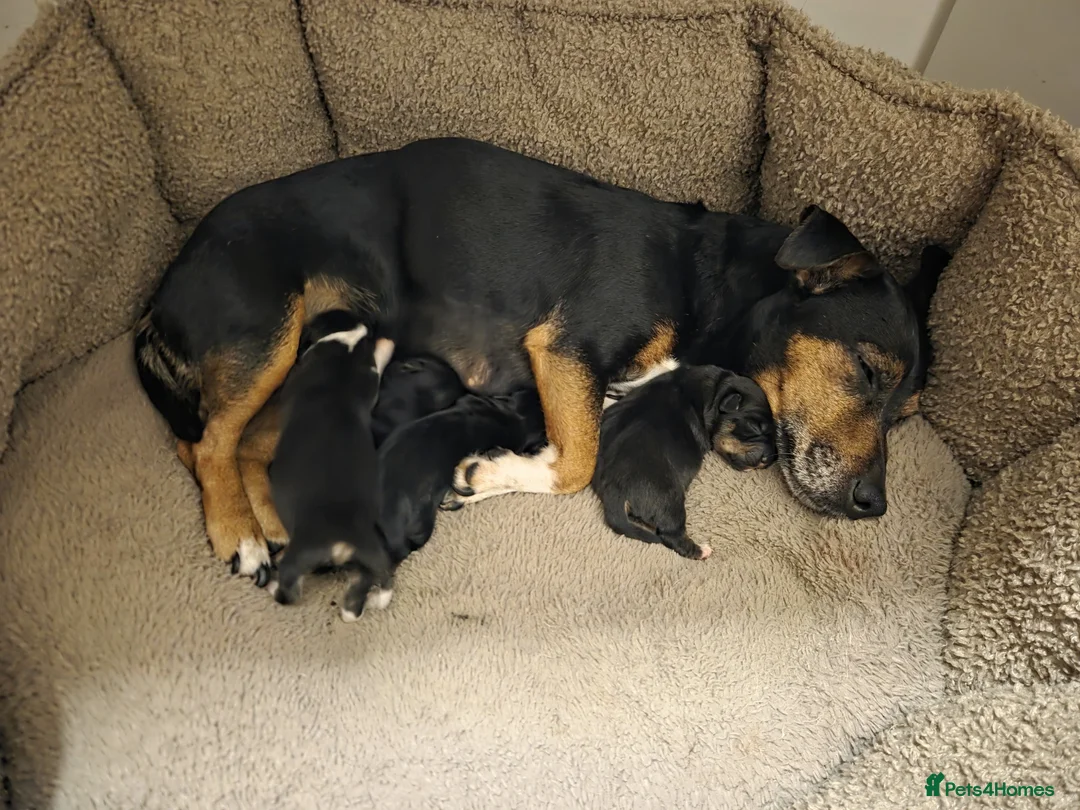 Jack Russell dogs for sale: Beautiful Black and Tan and Tri Jack Russell pups - Advert 1