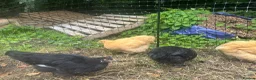 Chickens poultry for sale: Buff Orpington’s and Black copper maran in Loughborough - Advert 7