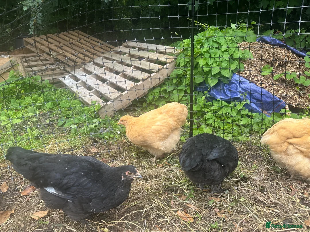 Chickens poultry for sale: Buff Orpington’s and Black copper maran in Loughborough - Advert 7