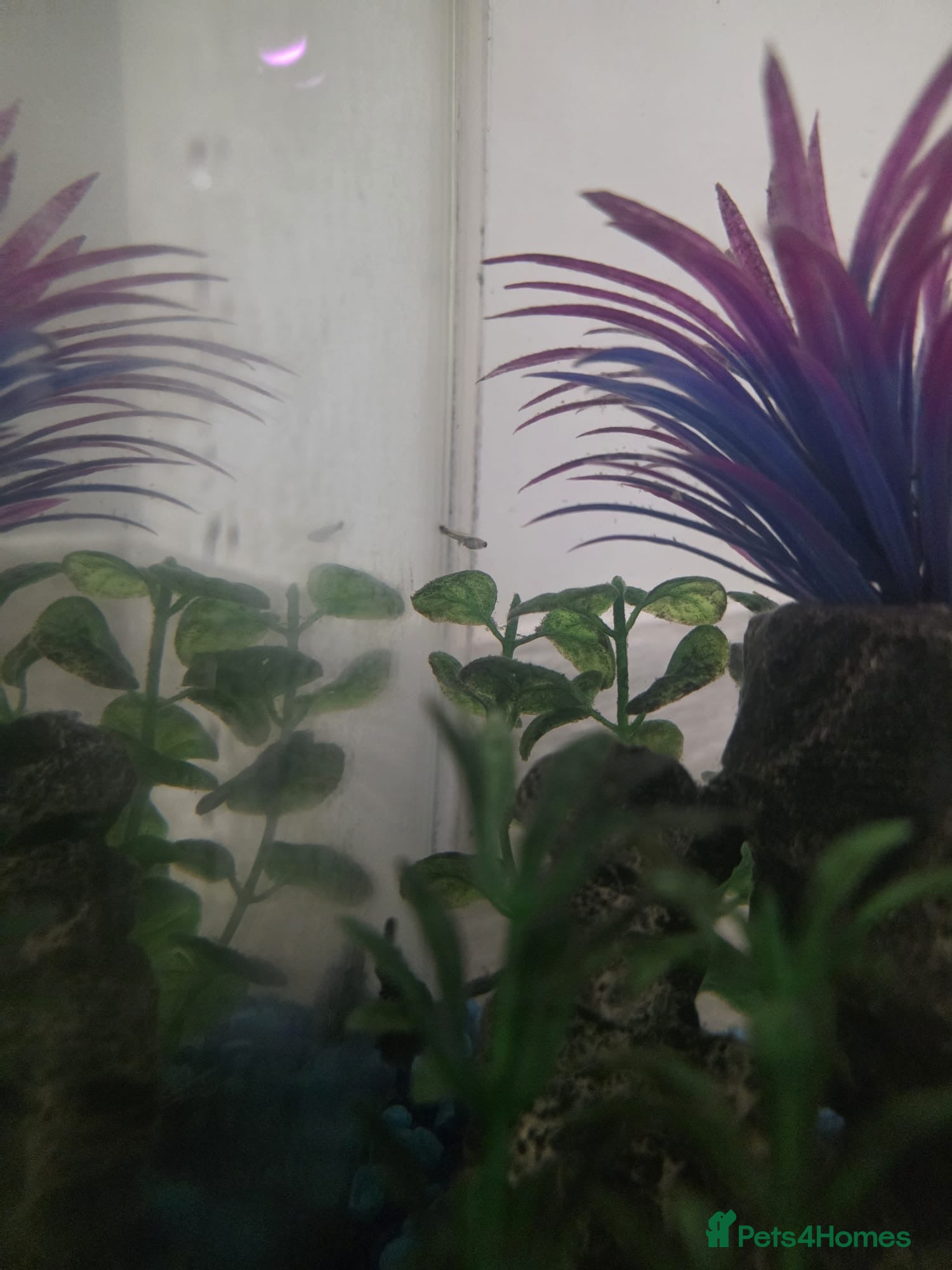 Mollies fish Christmas guppies for sale - Advert 1