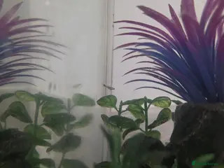 Mollies fish Christmas guppies for sale - Advert 7