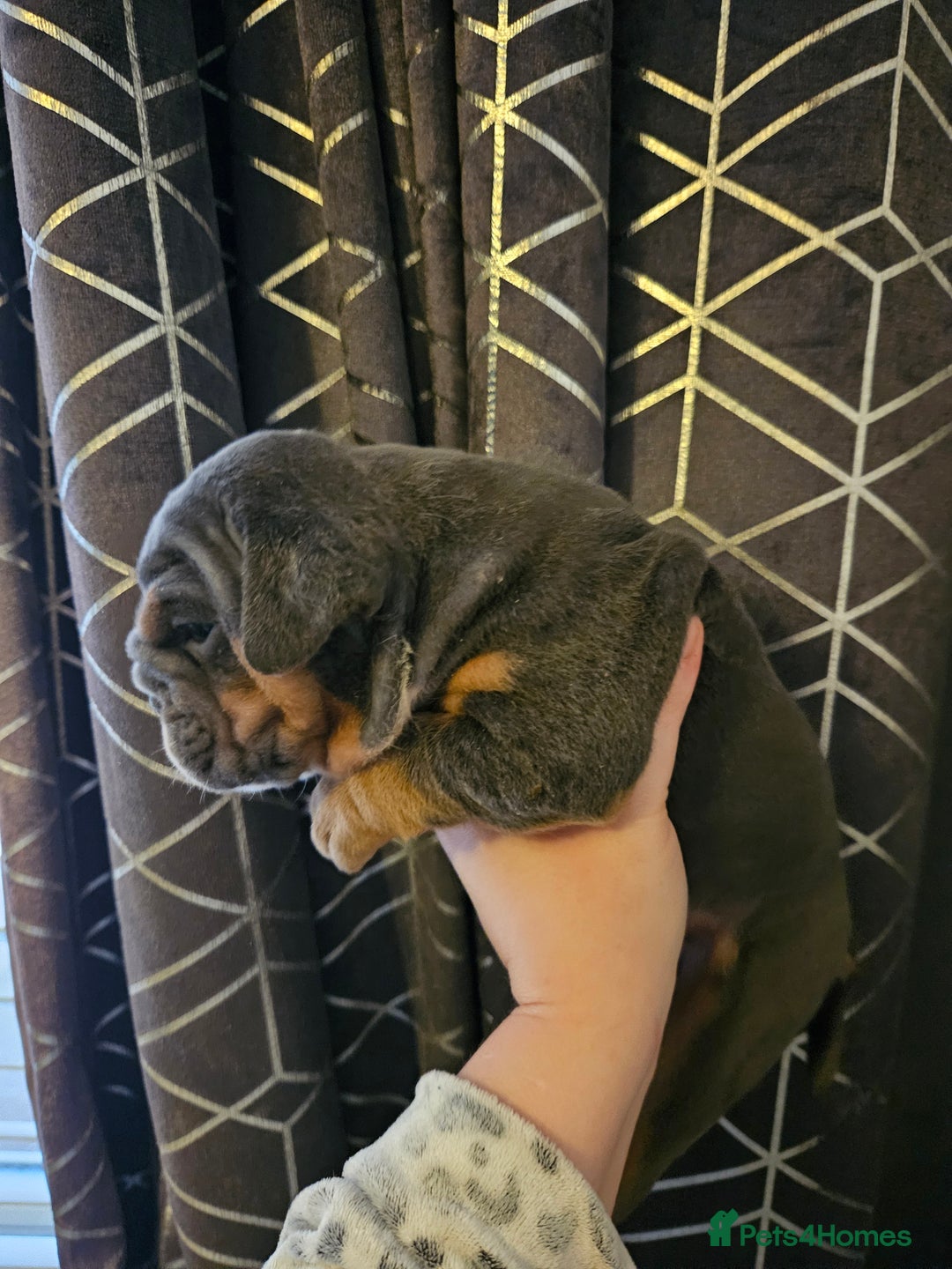 English Bulldog dogs for sale: Kc british bulldogs  - Image 10