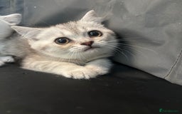 British Shorthair cats for sale: 1 BSH colour point & 4 rainbow BSH Chinchillas - Image 2