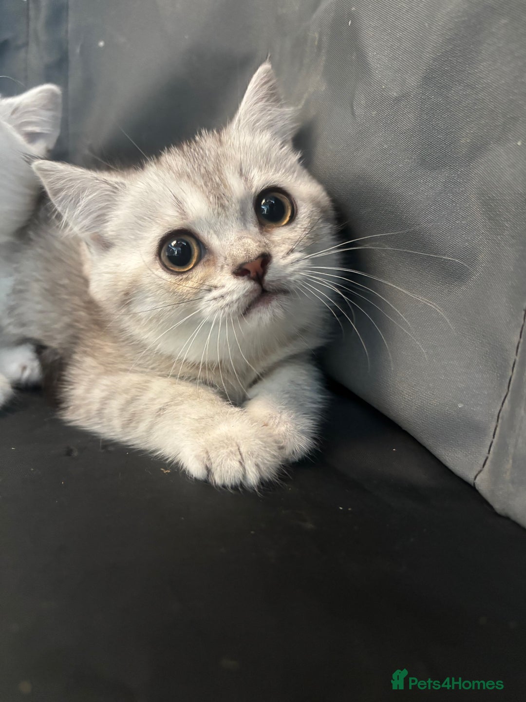 British Shorthair cats for sale: 1 BSH colour point & 4 rainbow BSH Chinchillas - Image 2