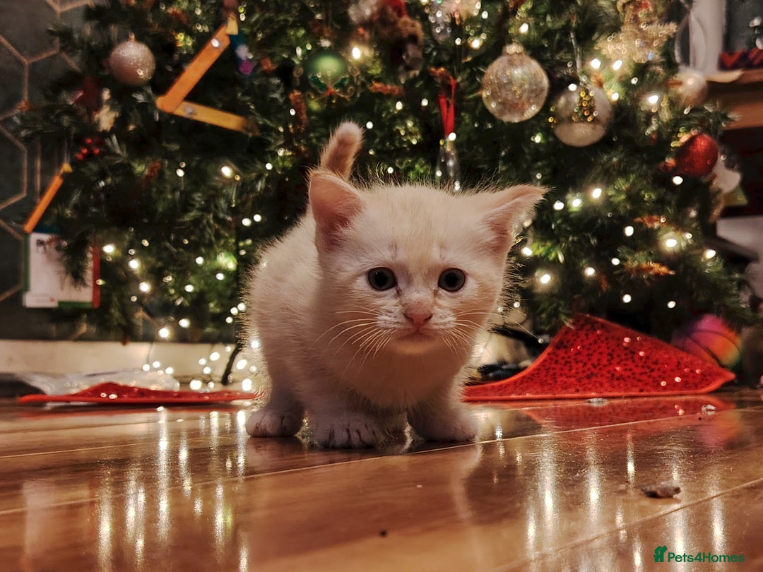 Tonkinese cats for sale: Gorgeous Tonkdoll kittens  - Advert 4