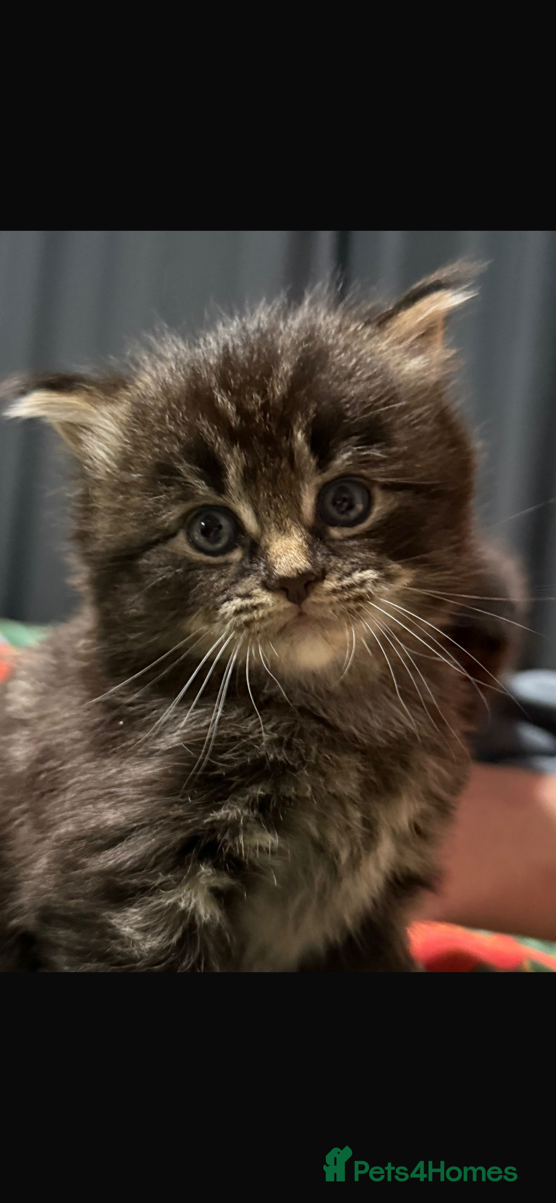 Maine Coon cats for sale: Big boy Maine coon kitten cross  - Advert 6