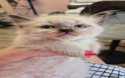 Ragdoll cats for sale: Beautiful Ragdolls Parents health tested 💖 - Image 11