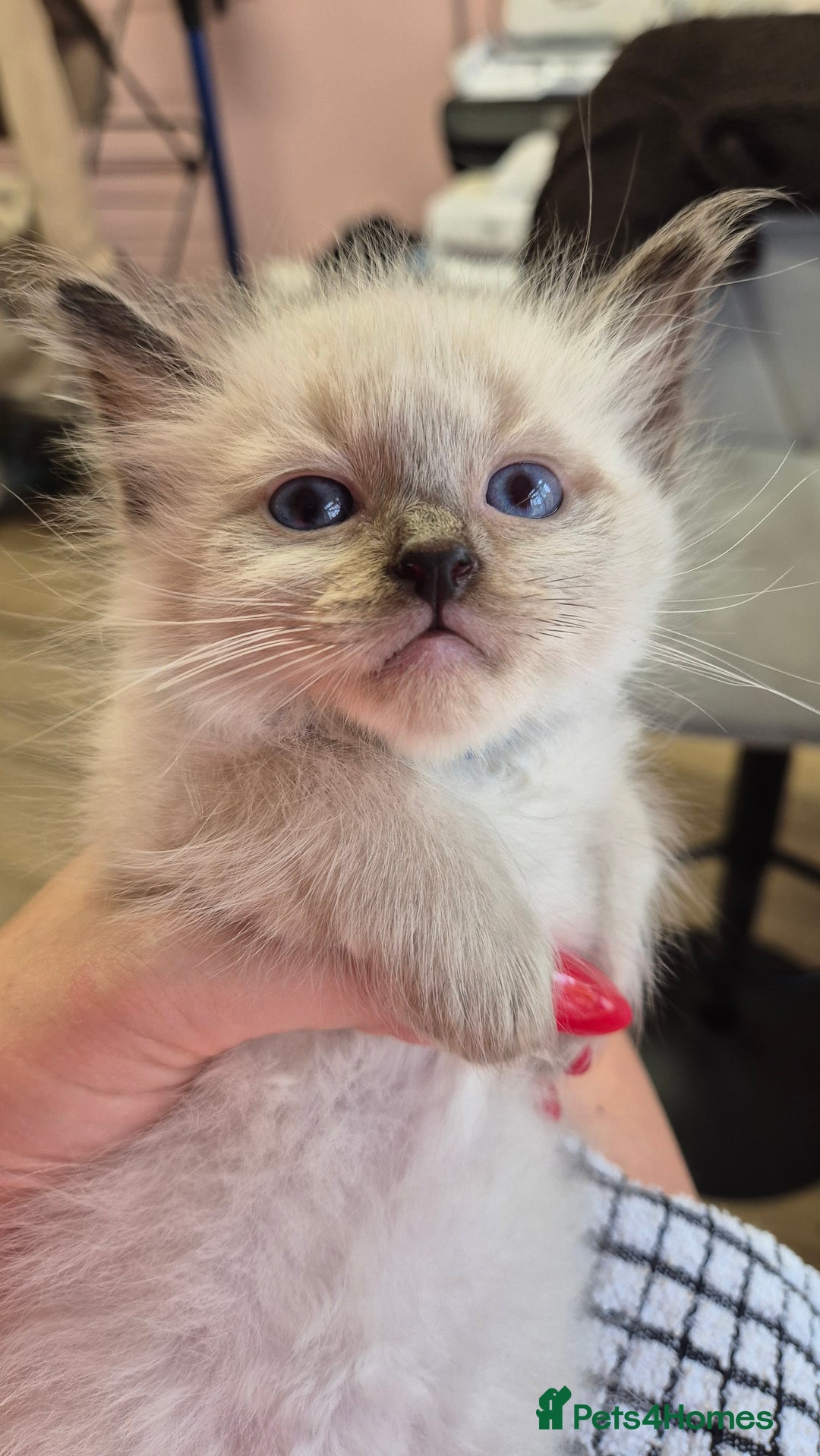 Ragdoll cats for sale: Beautiful Ragdolls Parents health tested 💖 - Image 11