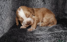 Cocker Spaniel dogs for sale: Beautiful KC reg Cocker Spaniel Pups - Image 8