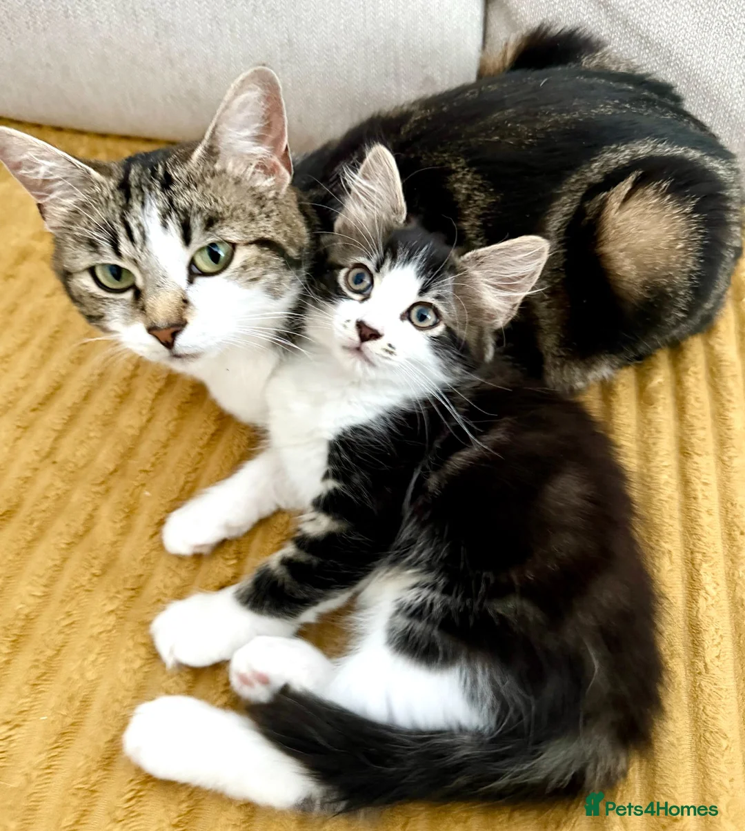 Mixed Breed cats for sale: 🐾 Four Gorgeous Kittens Loving Forever Homes - Advert 2