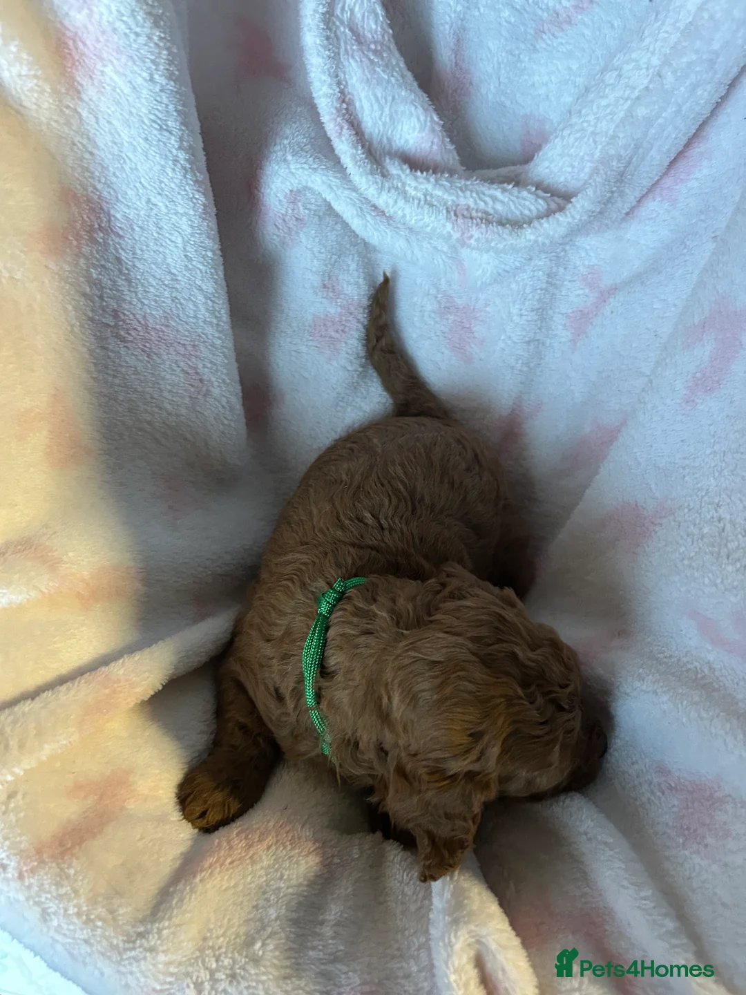 Cavapoo dogs for sale: Adventures of a curly cavapoo no further  - Advert 14