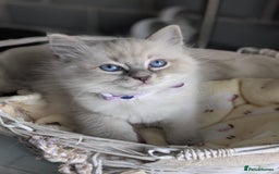 Ragdoll cats for sale: Beautiful Ragdoll kittens - Image 7