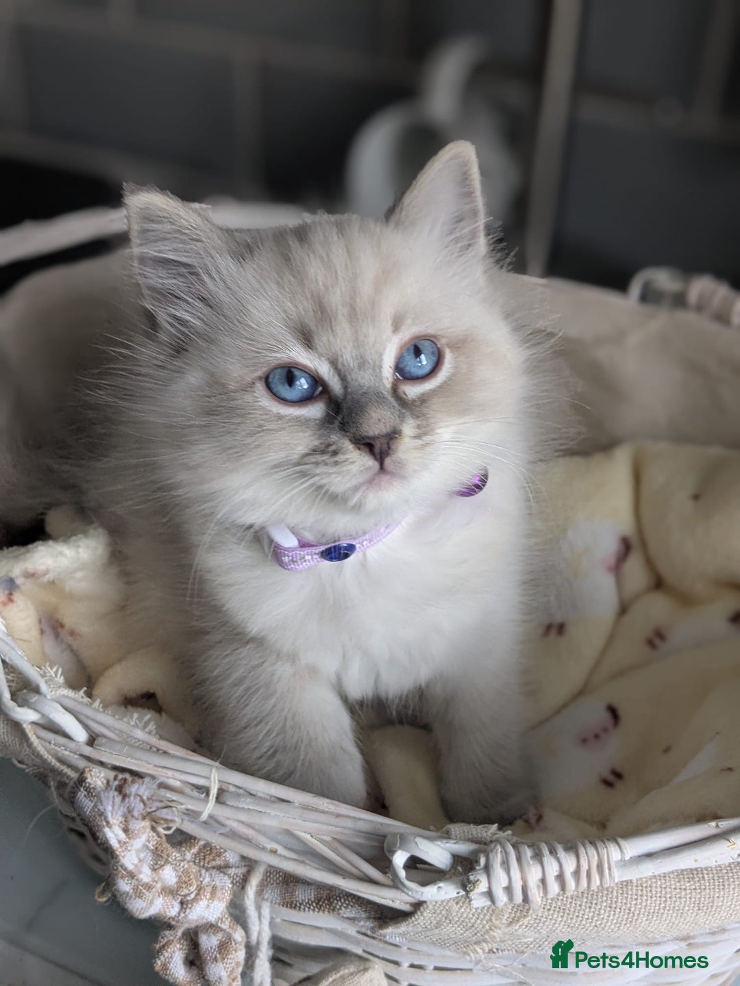 Ragdoll cats for sale: Beautiful Ragdoll kittens - Image 7