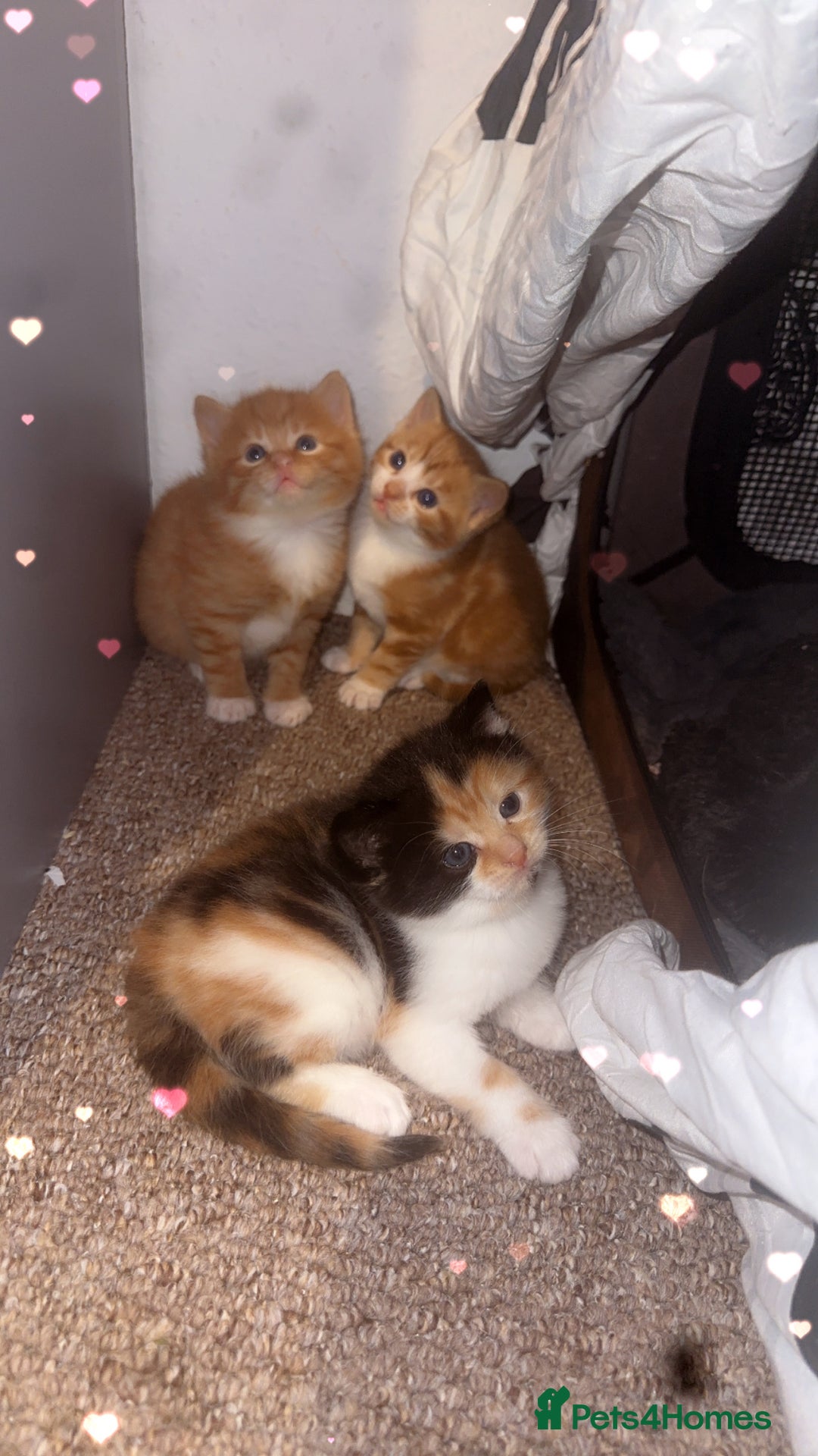Domestic Shorthair cats for sale: 3 Beautiful kittens - Advert 4