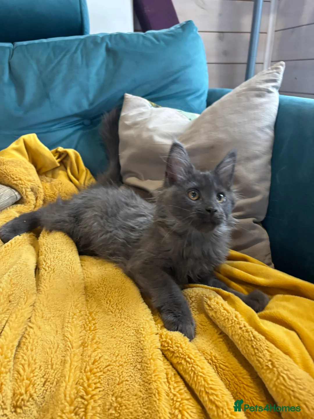 Maine Coon cats for sale: Last kitten - FiFe Maine Coons (ready Jan 21st) - Advert 7