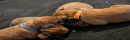 Miniature Dachshund dogs for sale: Miniature dashaund puppies  - Advert 8